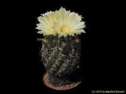 Coryphantha cornifera 896
